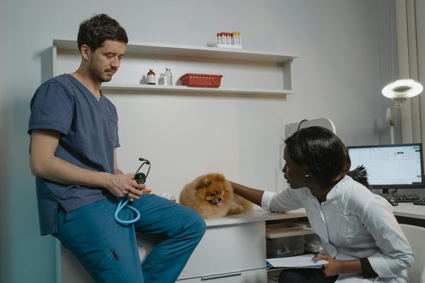 Lit orthopédique chien déhoussable : confort et praticité pour votre animal