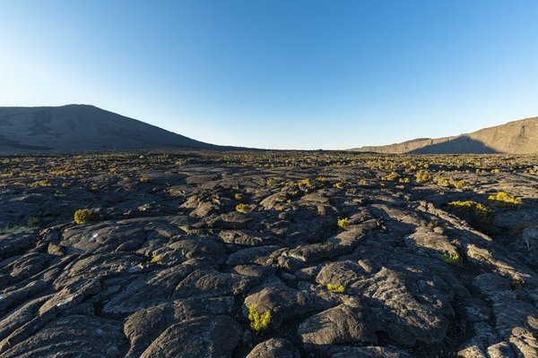 Quel enclos convient le mieux à votre cochon d'Inde ?