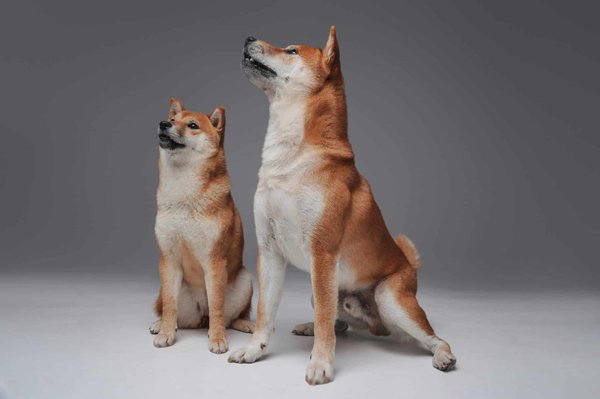 Shiba Inu : ce qu'il faut savoir sur ce merveilleux chien