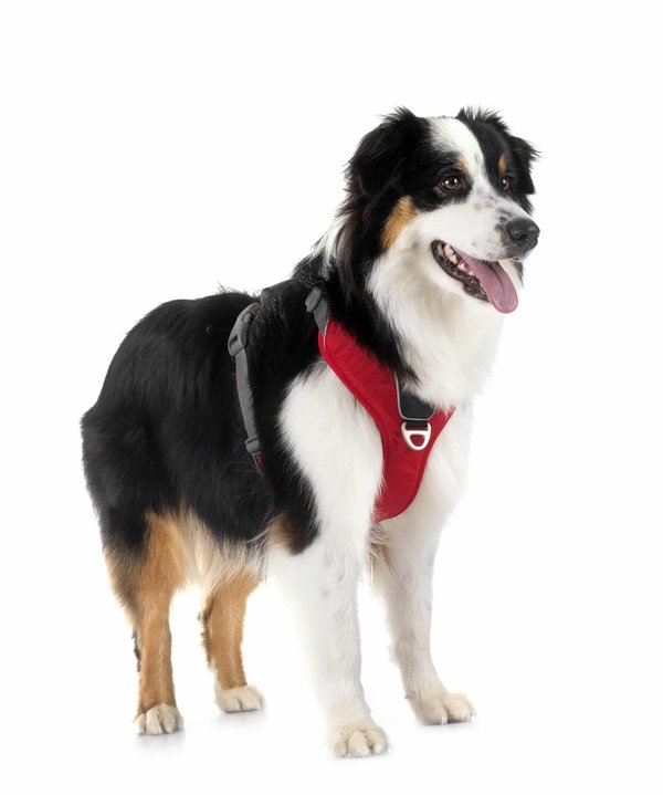 Comparatif entre les Cocker Spaniels et les Bergers Américains Miniatures