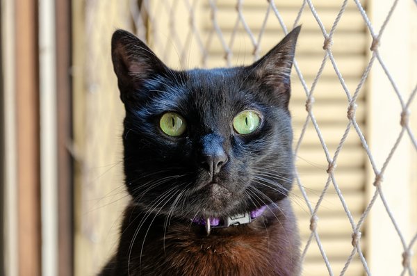 Le filet de protection chat sans percer, alliant sécurité et location d'appartement sans dégâts