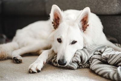 Ce que vous ignorez du berger blanc suisse